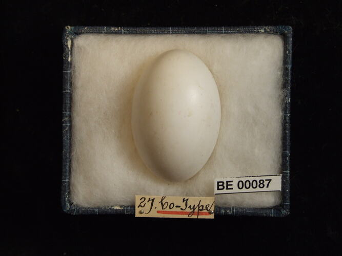 Bird egg with specimen labels in box.