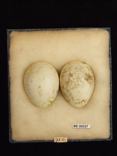 Two bird eggs with specimen labels in box.
