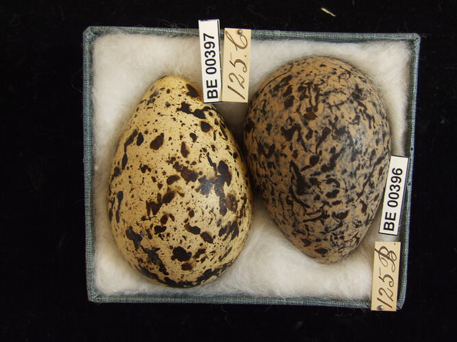 Two bird eggs with specimen labels in box.