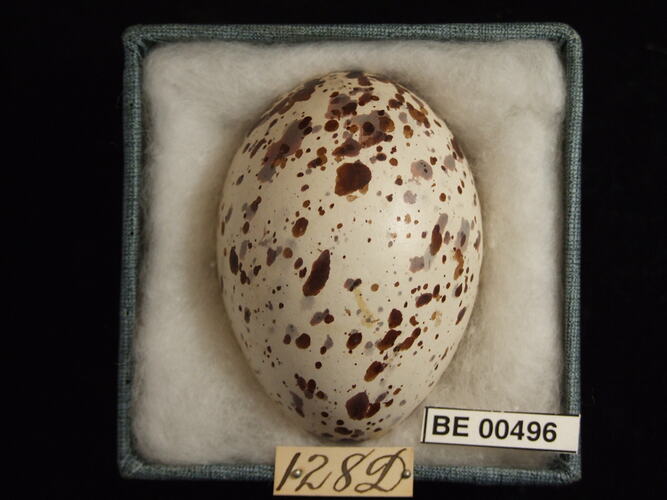 Bird egg with specimen labels in box.