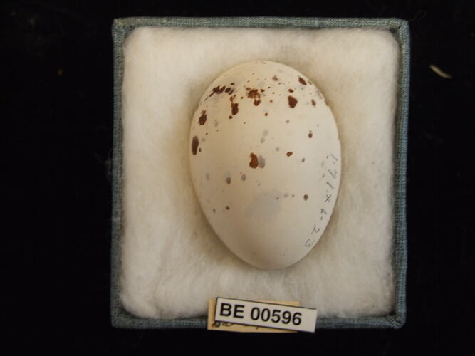 Bird egg with specimen labels in box.