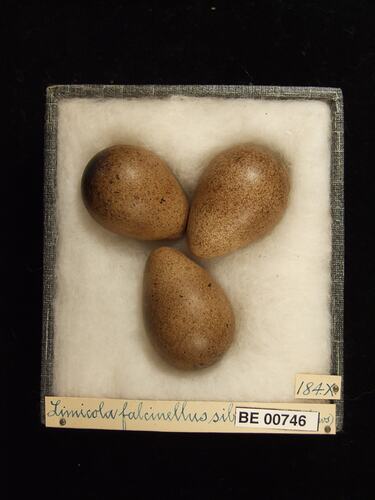 Three bird eggs with specimen labels in box.