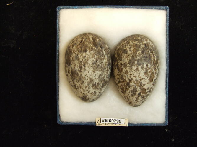 Two bird eggs with specimen labels in box.