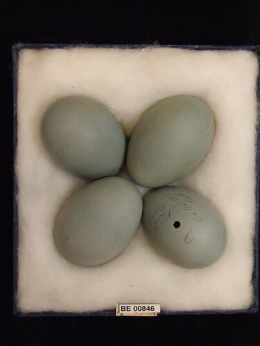 Four bird eggs with specimen labels in box.