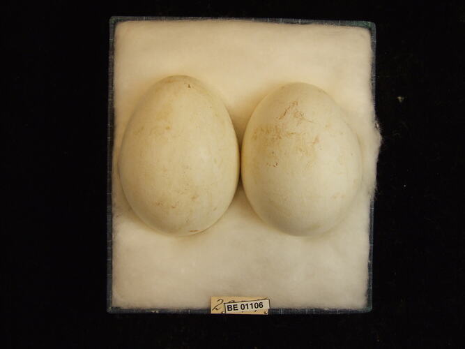 Two bird eggs with specimen labels in box.