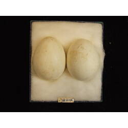 <em>Icthyophaga leucogaster</em>