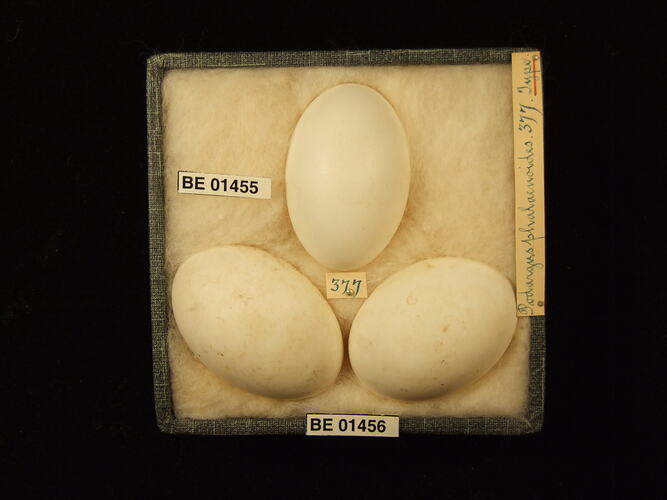 Three bird eggs with specimen labels in box.