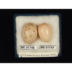 <em>Cuculus pallidus</em>