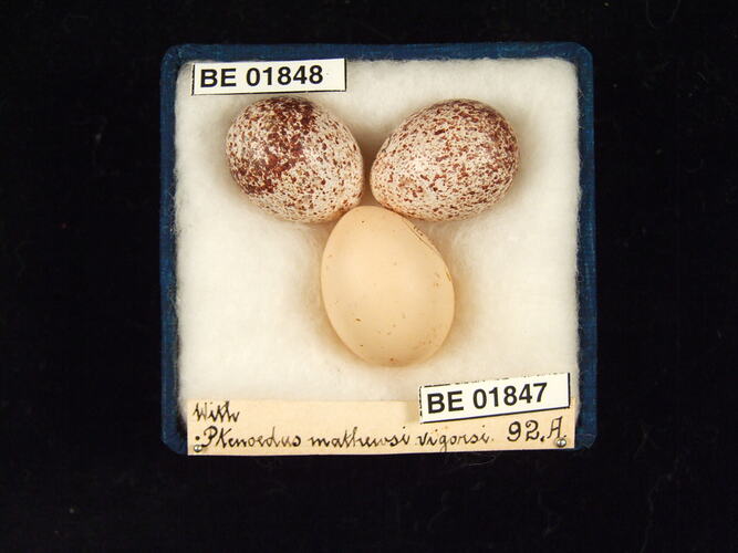 Three bird eggs with specimen labels in box.