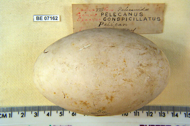 Bird egg with specimen labels beside ruler.