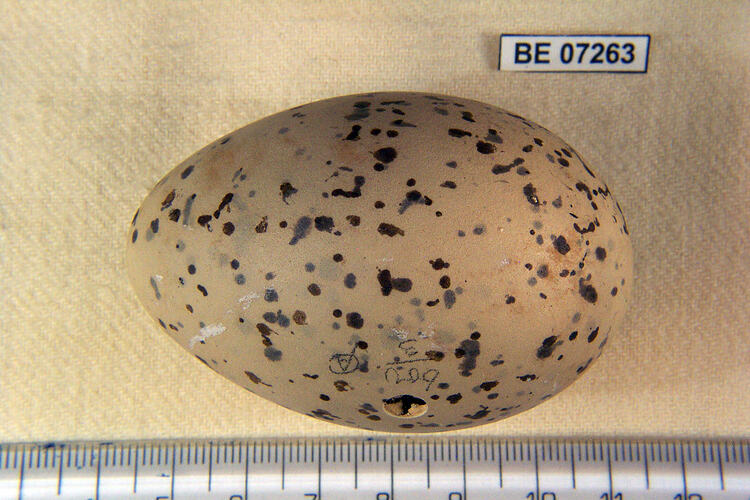 Bird egg with specimen labels beside ruler.