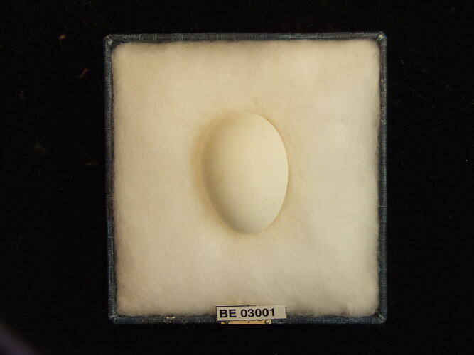 Bird egg in box with labels.