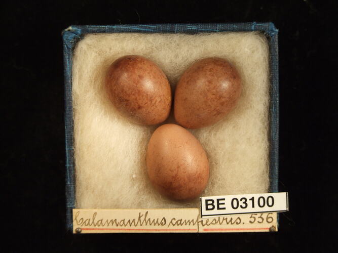 Three bird eggs in box with labels.