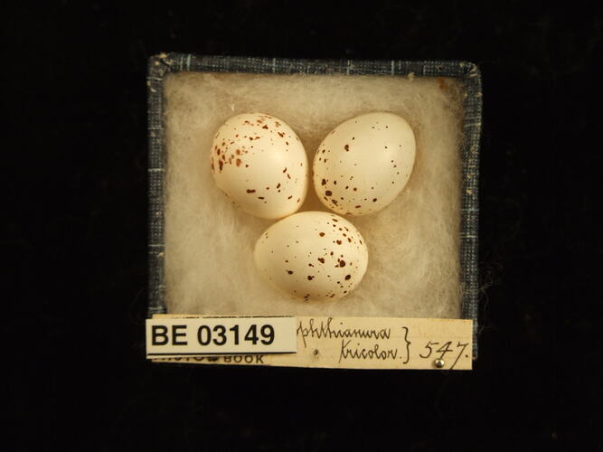Three bird eggs in box with labels.