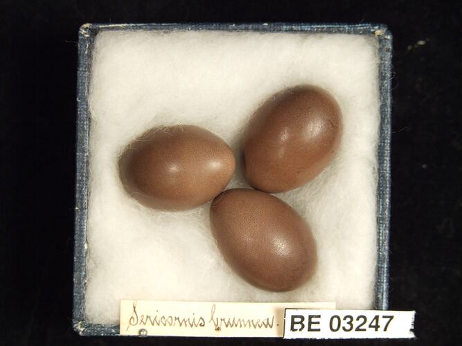 Three bird eggs in box with labels.