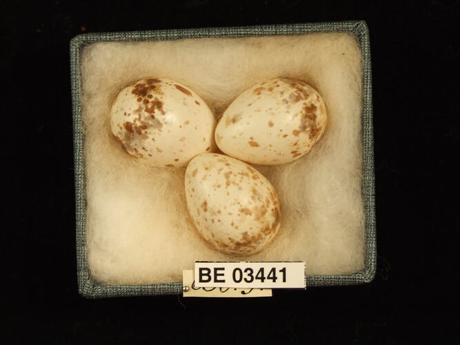 Three bird eggs in box with specimen labels.