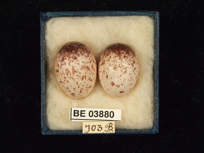 Two bird eggs in box with specimen labels.