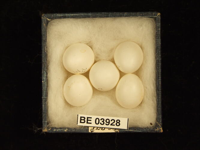 Five bird eggs in box with specimen labels.
