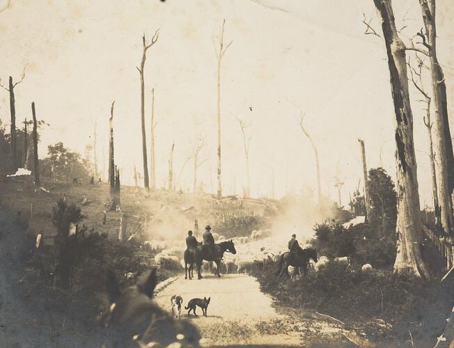 Digital Photograph - Three Men on Horseback, Droving Sheep with Dogs, Gippsland Hills, circa 1910