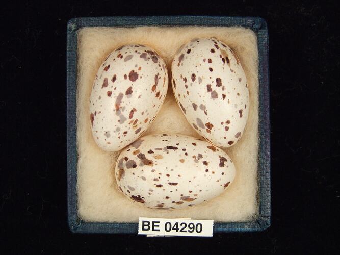 Three bird eggs in box with specimen labels.