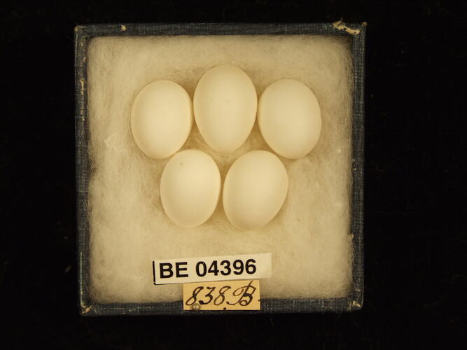 Five bird eggs in box with specimen labels.