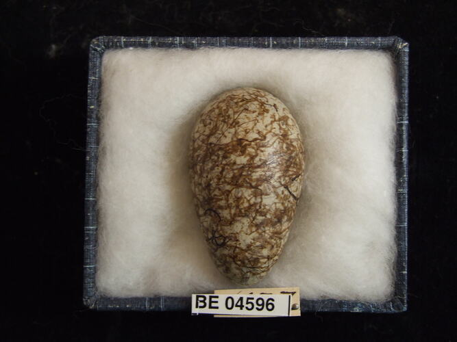 Bird egg with specimen labels in box.