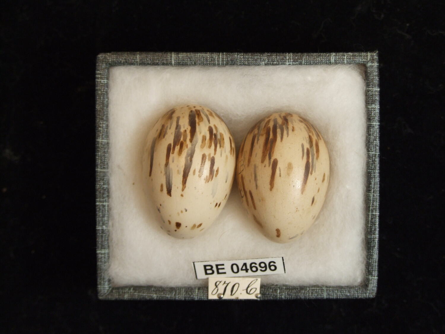 Ptiloris magnificus alberti
