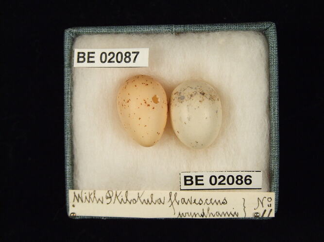 Two bird eggs with specimen labels in box.