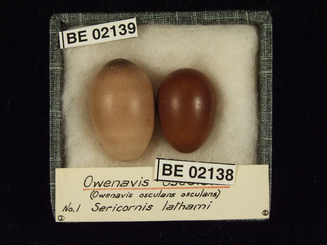 Two bird eggs with specimen labels in box.