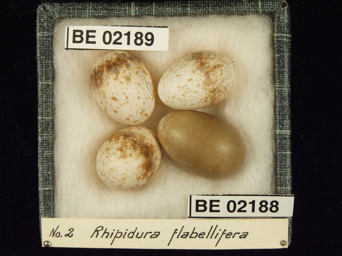 Four bird eggs with specimen labels in box.