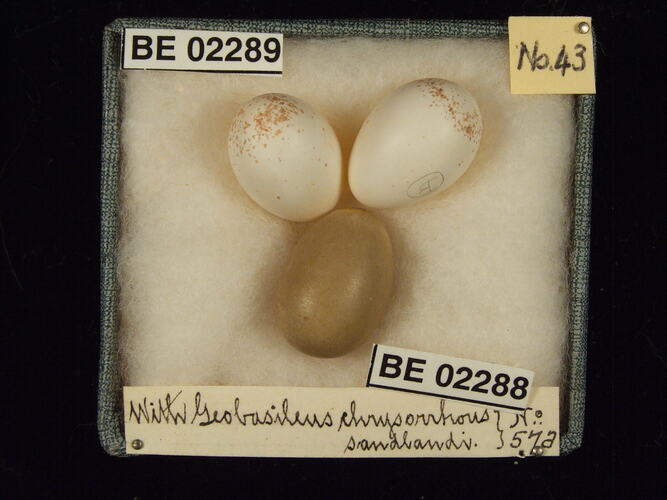 Three bird eggs with specimen labels in box.