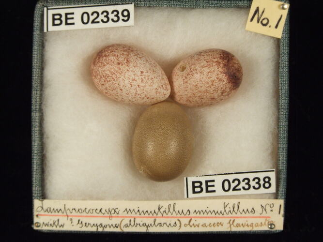 Three bird eggs with specimen labels in box.