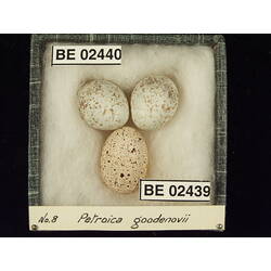 <em>Chrysococcyx basalis</em>