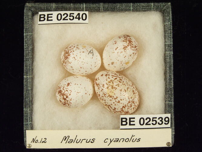 Four bird eggs with specimen labels in box.