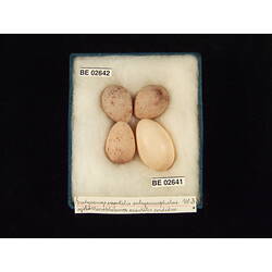 <em>Eudynamys orientalis subcyanocephalus</em> Matthews, 1912