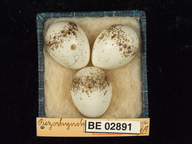 Three bird eggs with specimen labels in box.