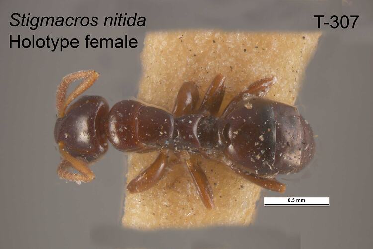 Ant specimen, female, dorsal view.