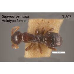 Ant specimen, female, dorsal view.