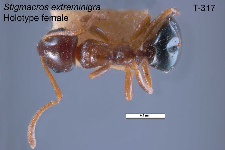 Ant specimen, female, dorsal view.
