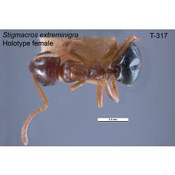 Ant specimen, female, dorsal view.