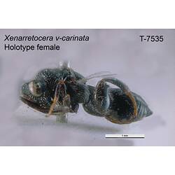 Wasp specimen, female, lateral view.