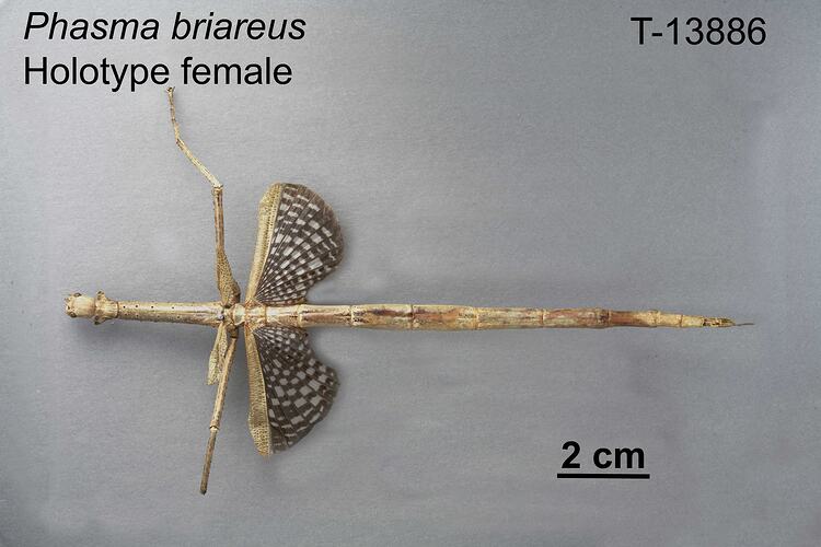 Stick Insect specimen, female, dorsal view.