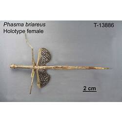 Stick Insect specimen, female, dorsal view.