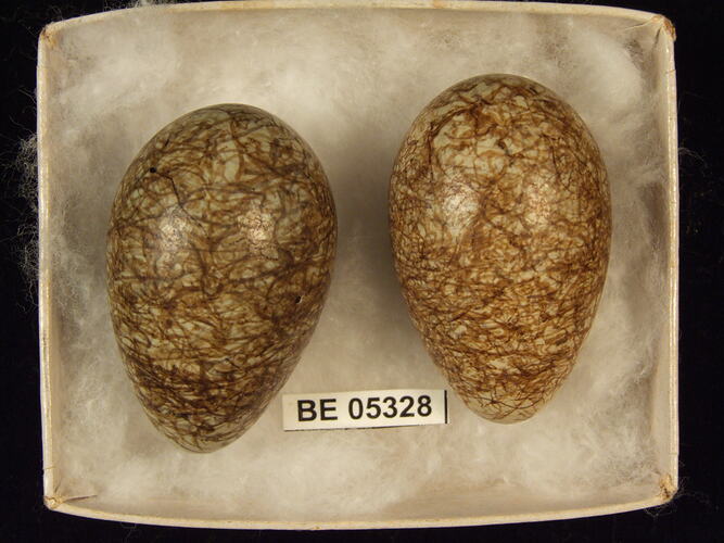 Two bird eggs with specimen label in box.