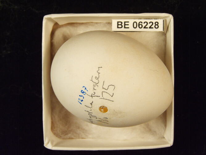 Bird egg with specimen label in box.