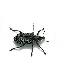 A Botany Bay Weevil photographed on a white background.