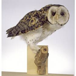 <em>Tyto novaehollandiae</em>, Masked Owl, mount.  Registration no. B 25864.
