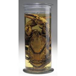 Crayfish specimen in glass jar of ethanol.