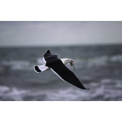 Black and white seagull with fish in beak in flight.