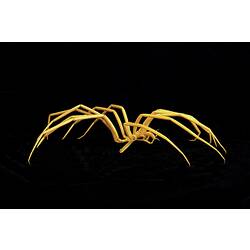 Frontal view of Giant Sea Spider.